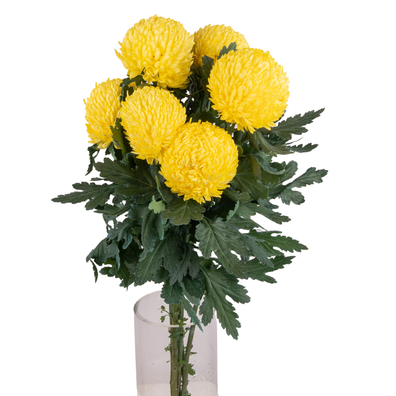 JM Flower Chrysanthemum Sunlight - Yellow