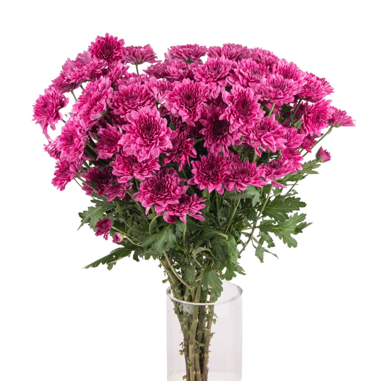 JM Flower Chrysanthemum Pompom - Dante Purple | NTUC FairPrice