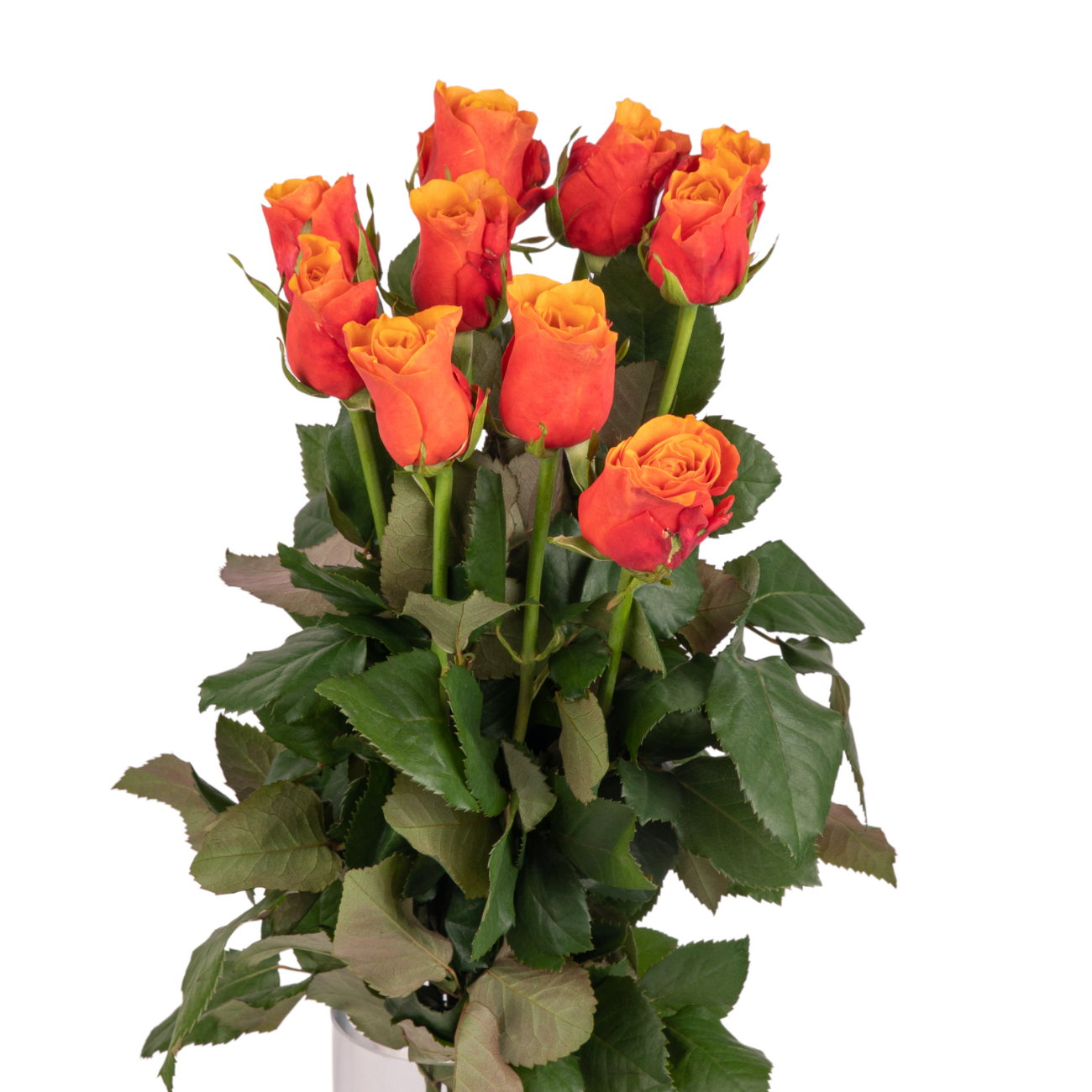 JM Flower Rose (Standard Grade) - Two Tone Orange
