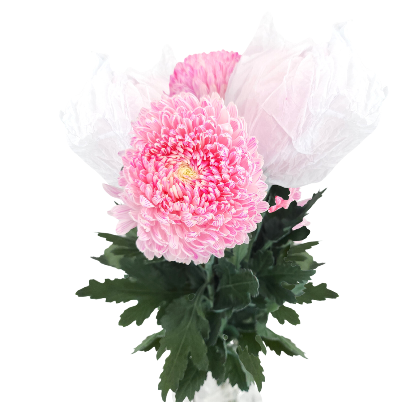 JM Flower Chrysanthemum Sunlight Dye Color - Pink | NTUC FairPrice