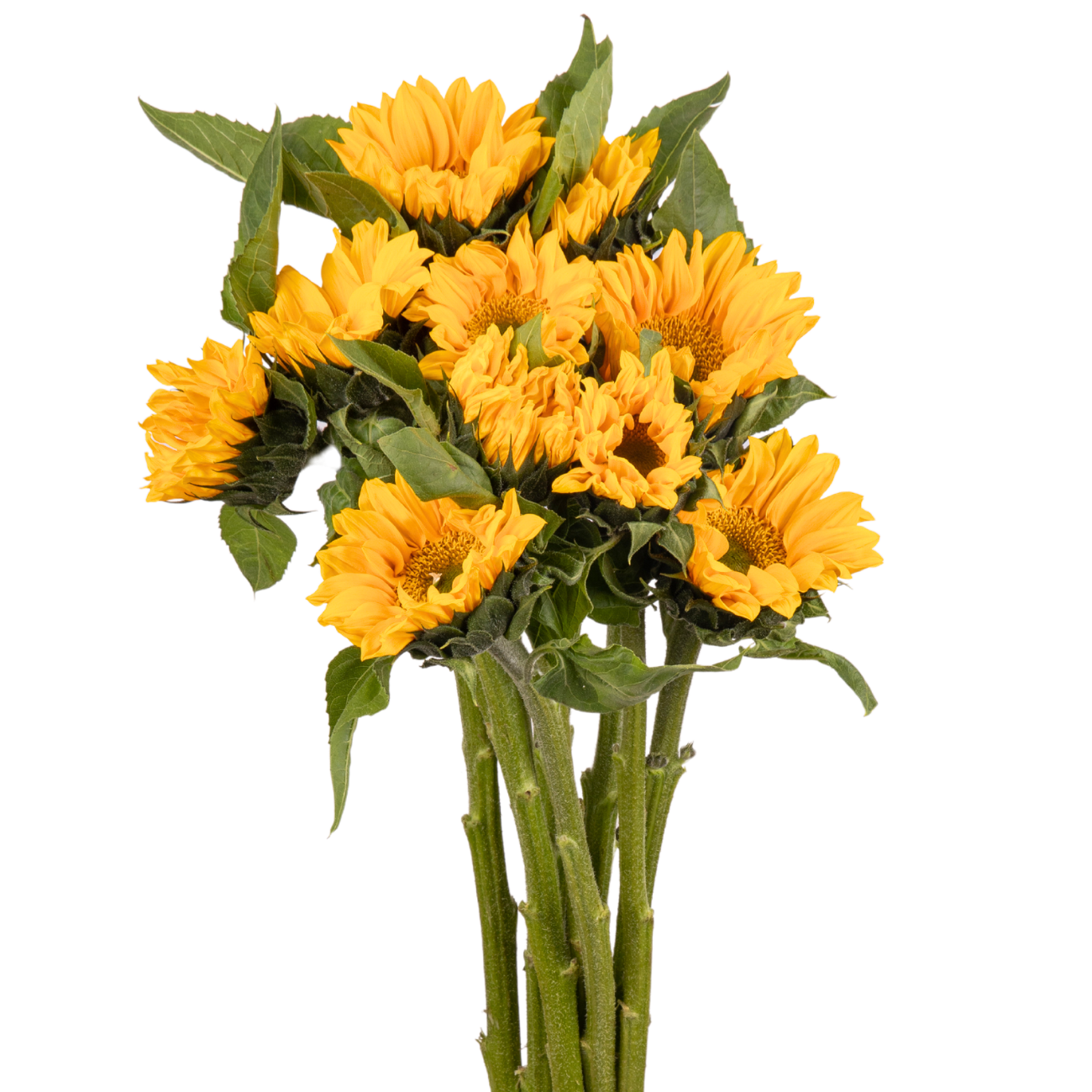 JM Flower Sunflower Mini