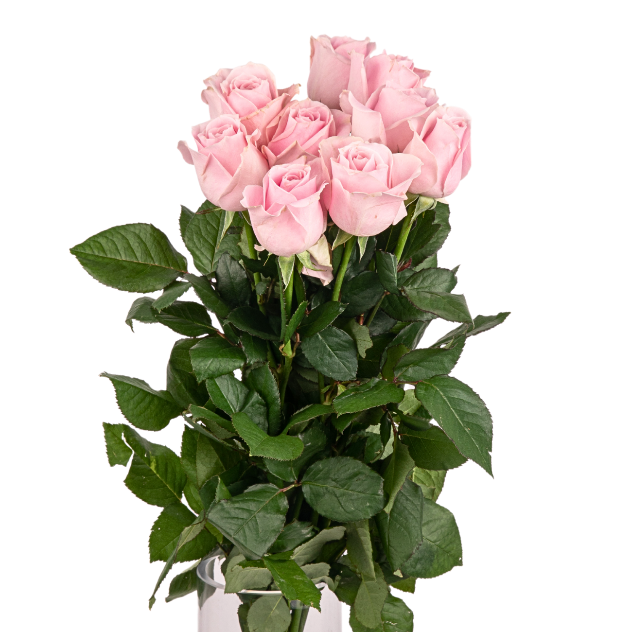 JM Flower Rose (Standard Grade) - Pink
