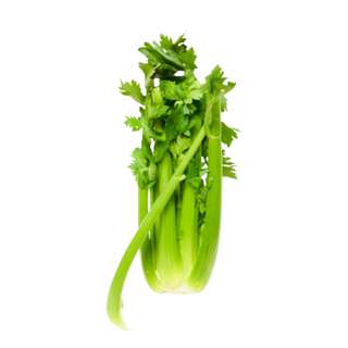 Vegeponics Australia Celery