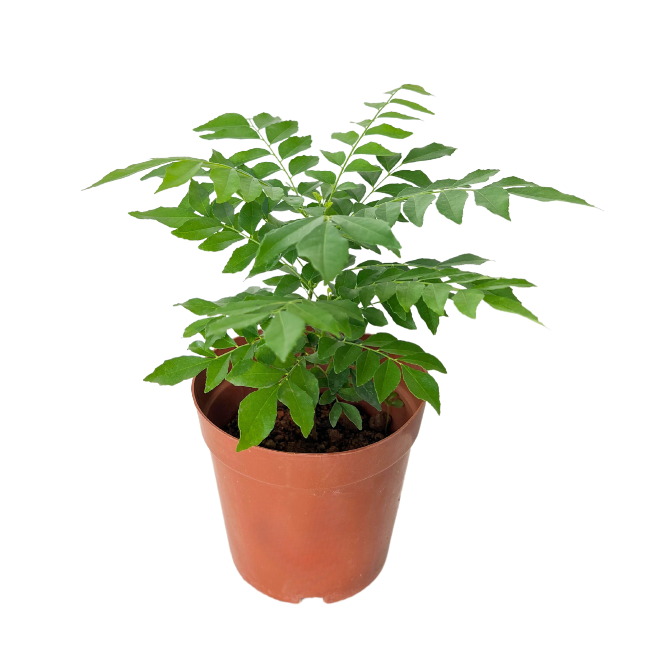 JM Flower Curry Leaf Herbs Plant