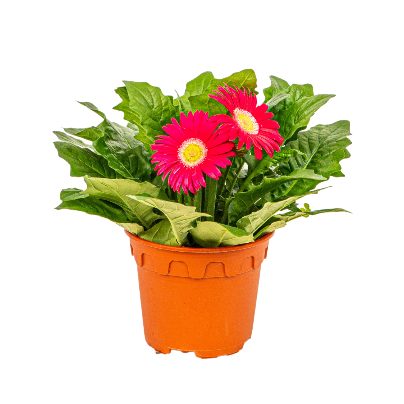 JM Flower Gerbera Plant