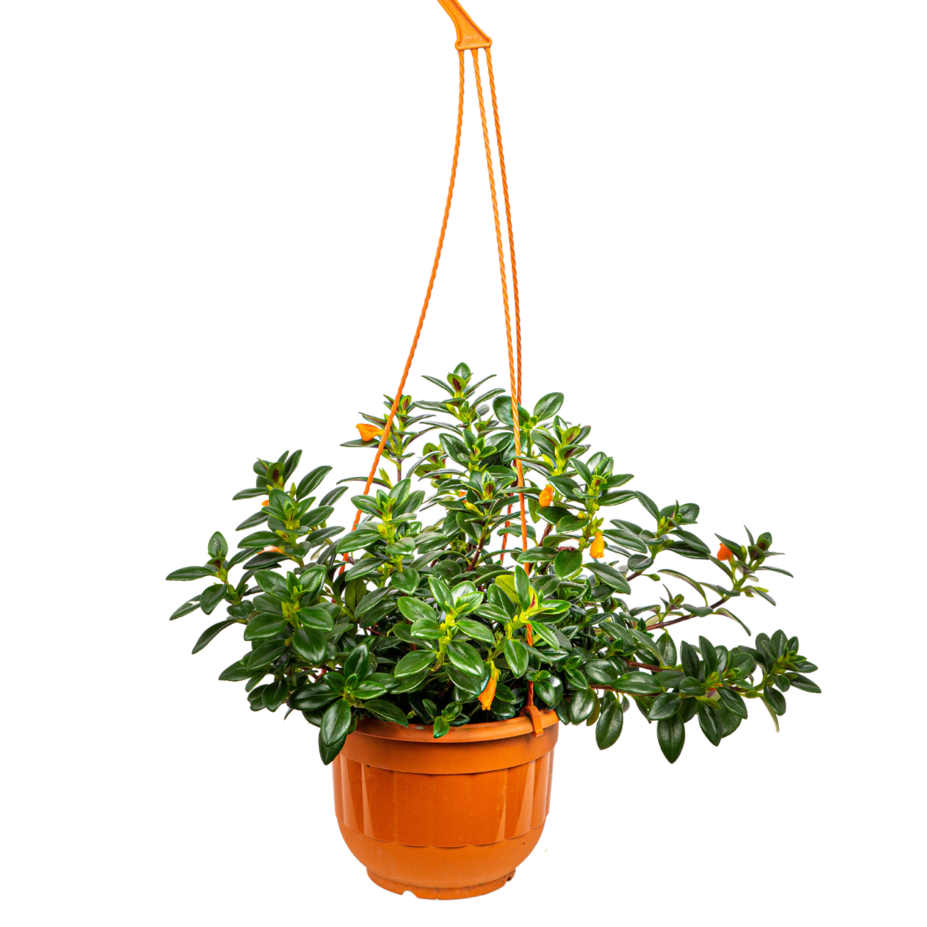JM Flower Nemanthus Orange Hanging Plant