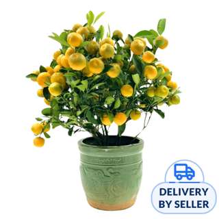 JM Flower Four Season Lime 8inch