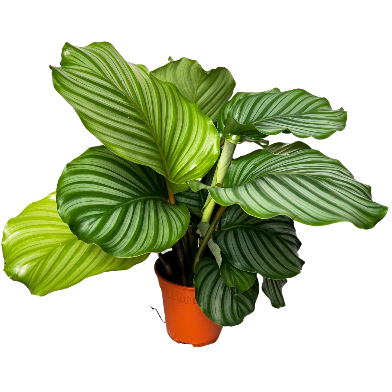 JM Flower Calathea Orbifolia Plant 15cm Pot