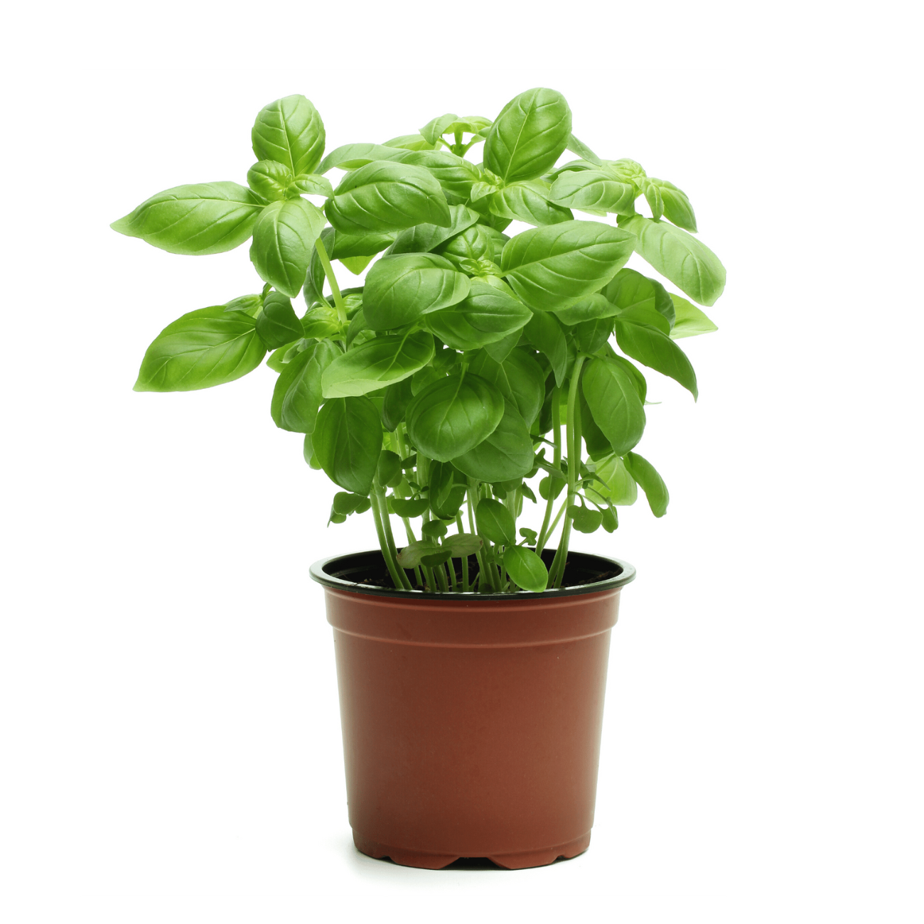JM Flower Sweet Basil Herbs Plant
