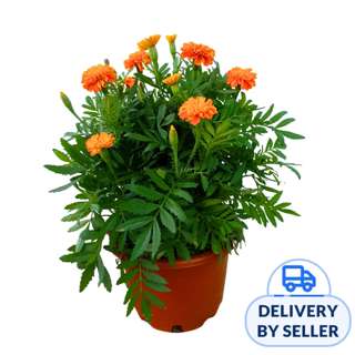 JM Flower Marigold No.5 - Orange