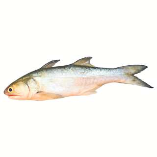 Pan Royal Fresh White Threadfin - Cleaned and Gutted