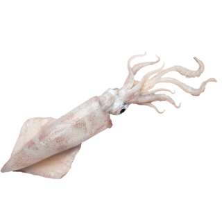 Pan Royal Fresh Squid Whole