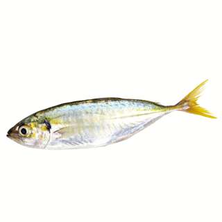 Pan Royal Fresh Kunning Fish - Cleaned and Gutted