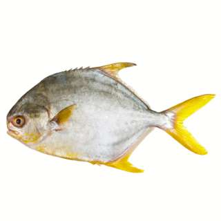 Pan Royal Fresh Golden Pomfret - Cleaned and Gutted