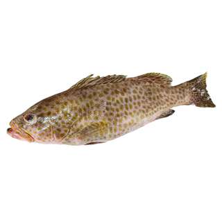 Pan Royal Fresh Flower Grouper - Cleaned and Gutted