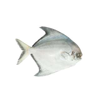 Pan Royal Fresh Chinese Pomfret - Cleaned and Gutted