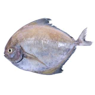 Pan Royal Fresh Black Pomfret - Cleaned and Gutted