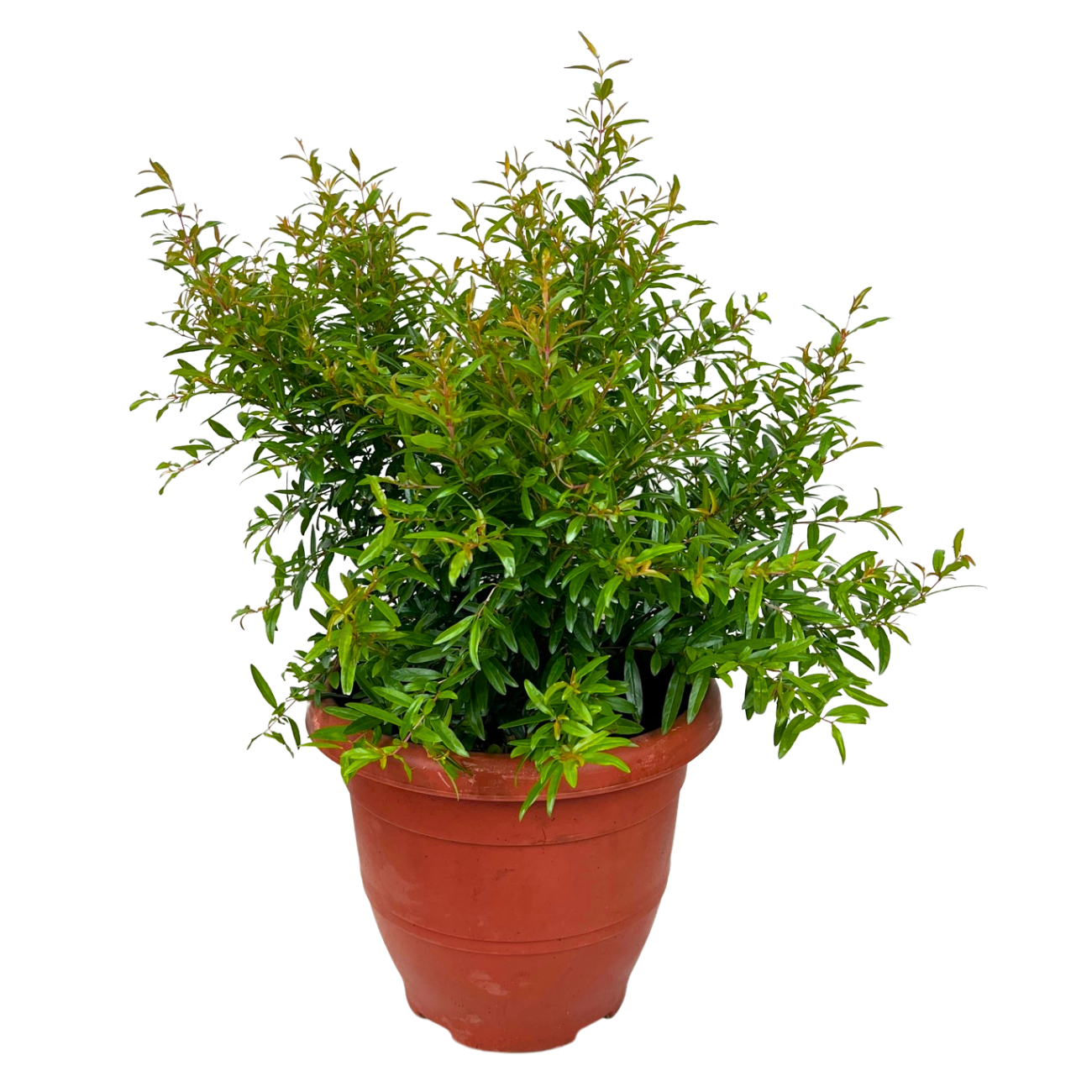 JM Flower Pomegranate No.4 (25cm Pot)