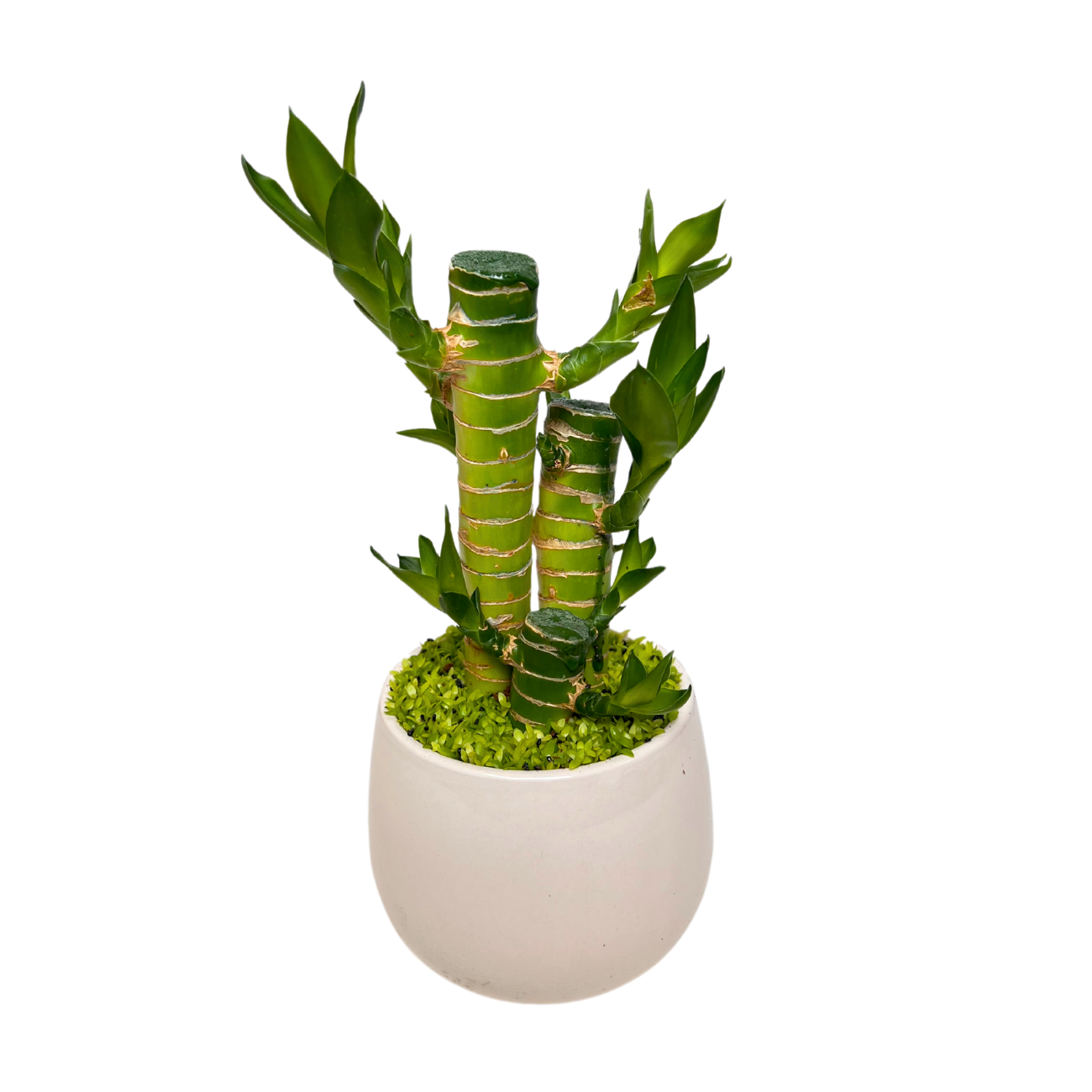 JM Flower Lucky Bamboo Assorted