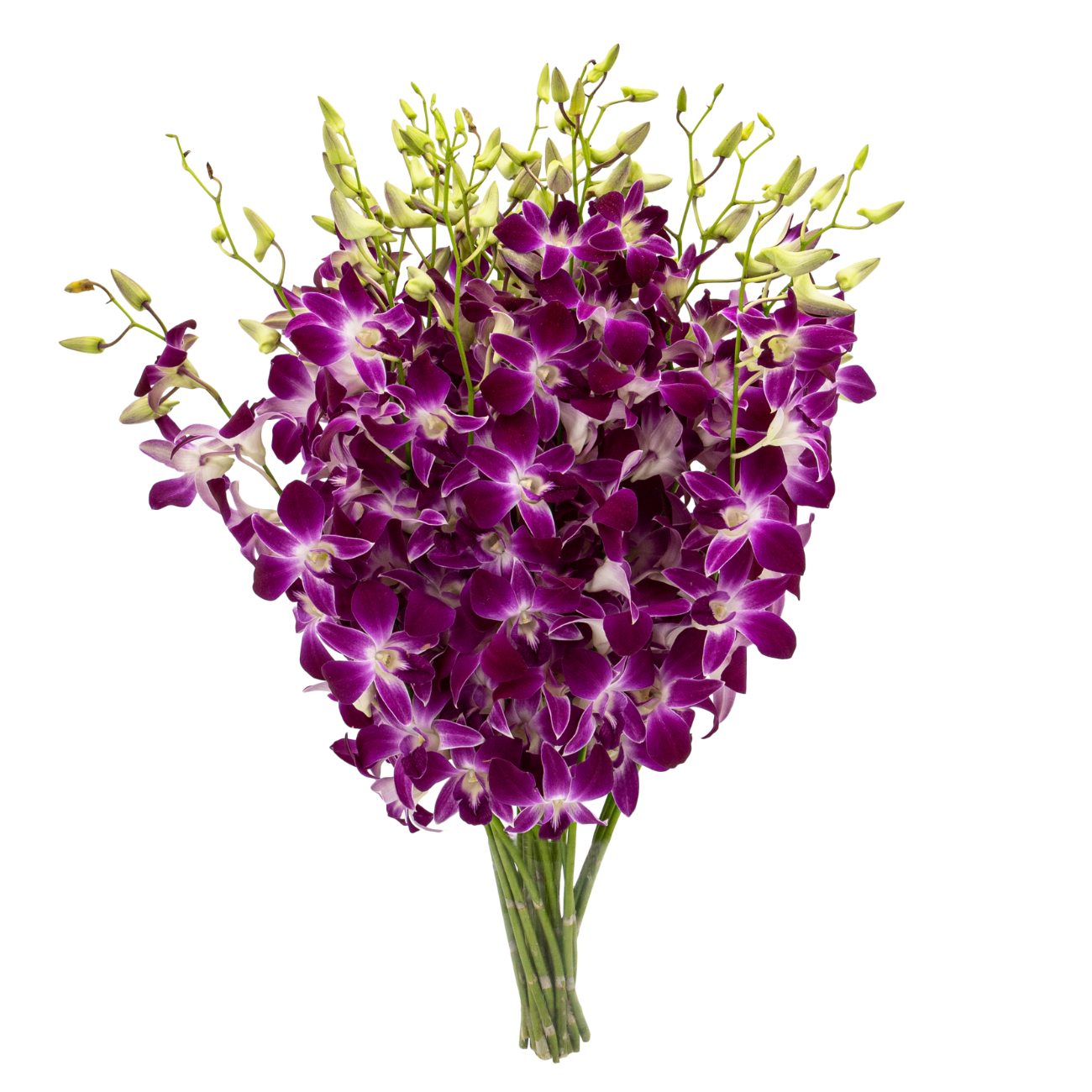 JM Flower Orchid Dendrobium - Bon