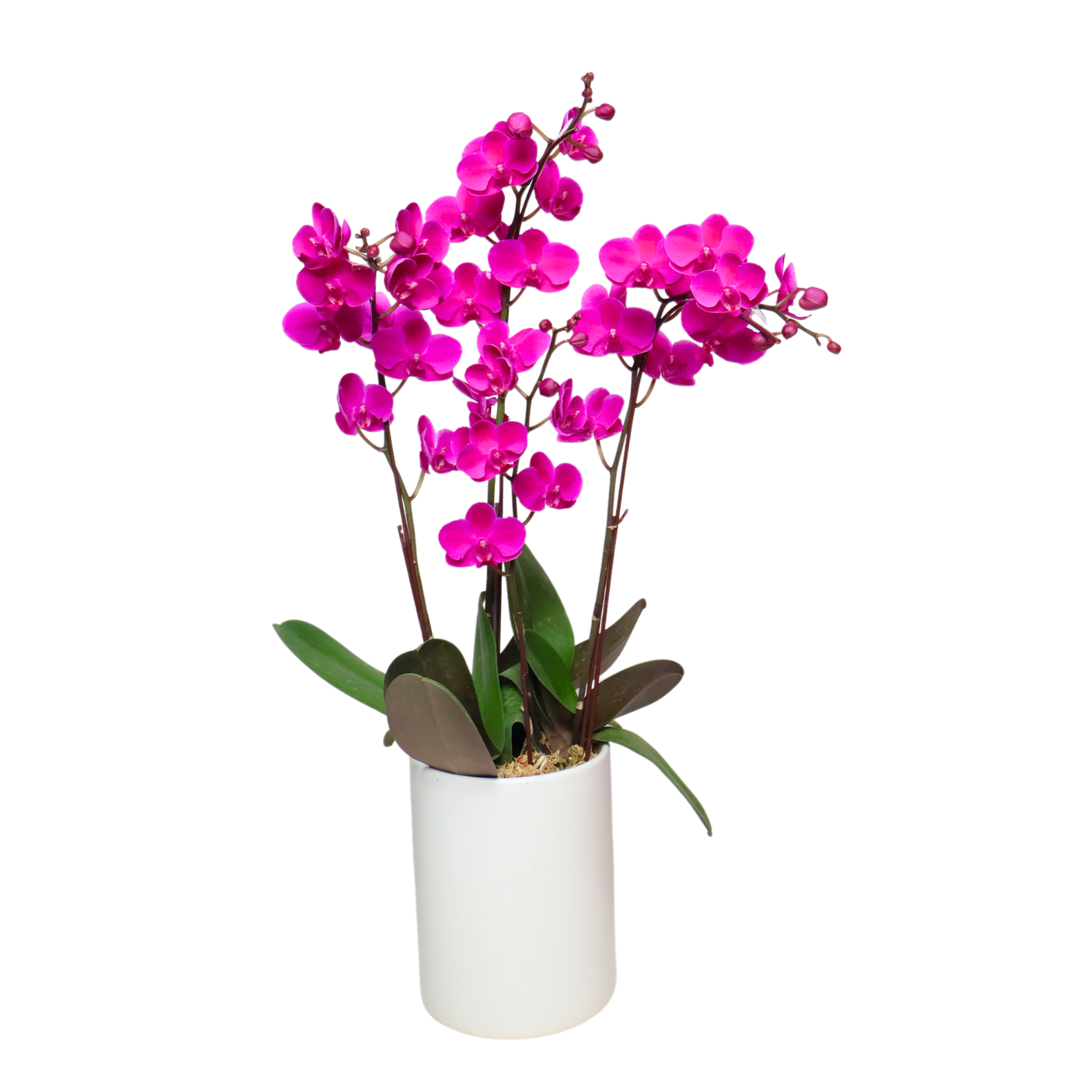 JM Flower Orchid Grace - Orchid Arrangement