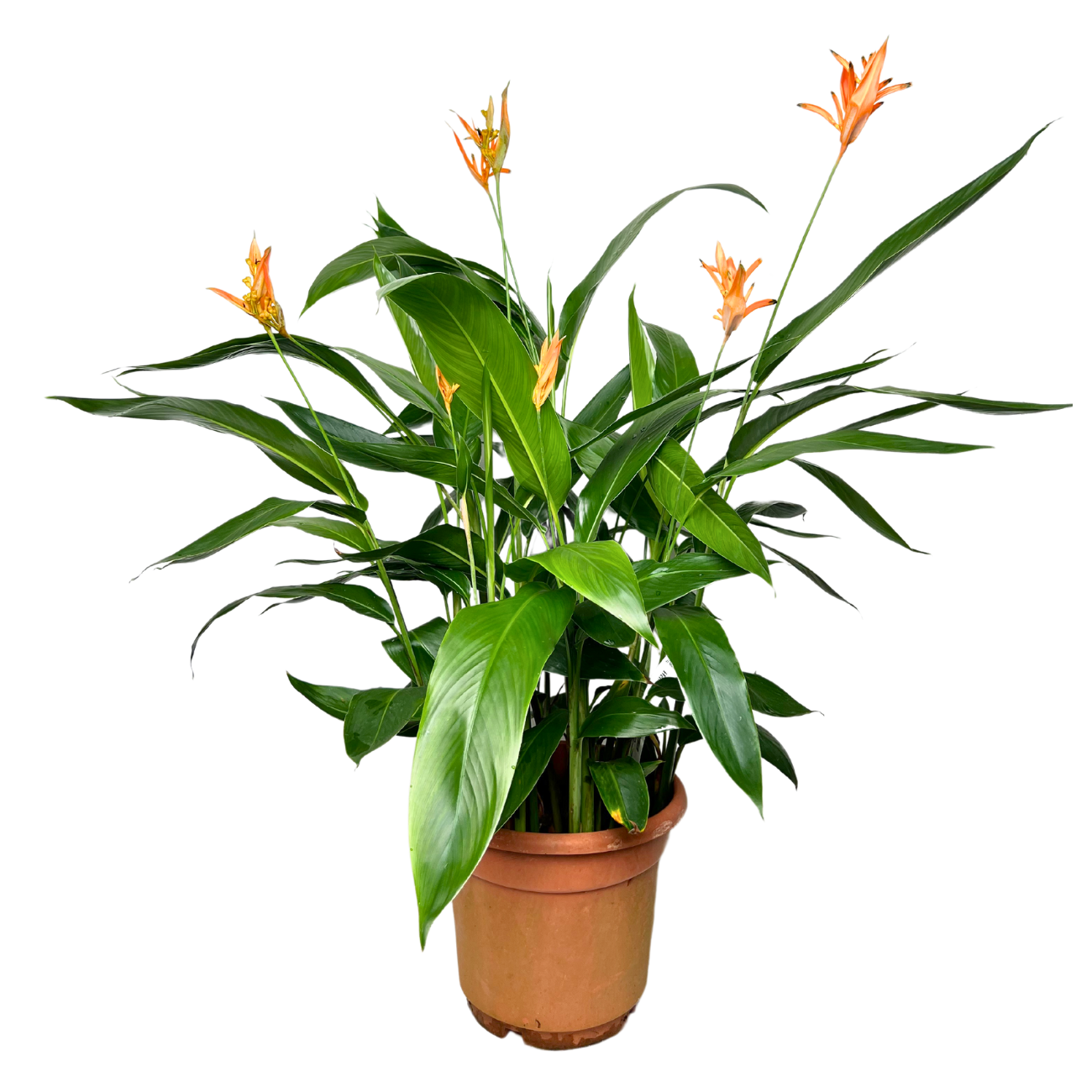 JM Flower Heliconia Mix