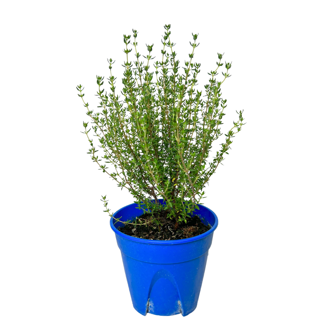 JM Flower Thyme Herbs Plant