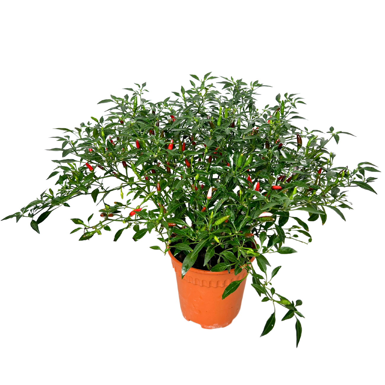 JM Flower Chili 15cm Pot