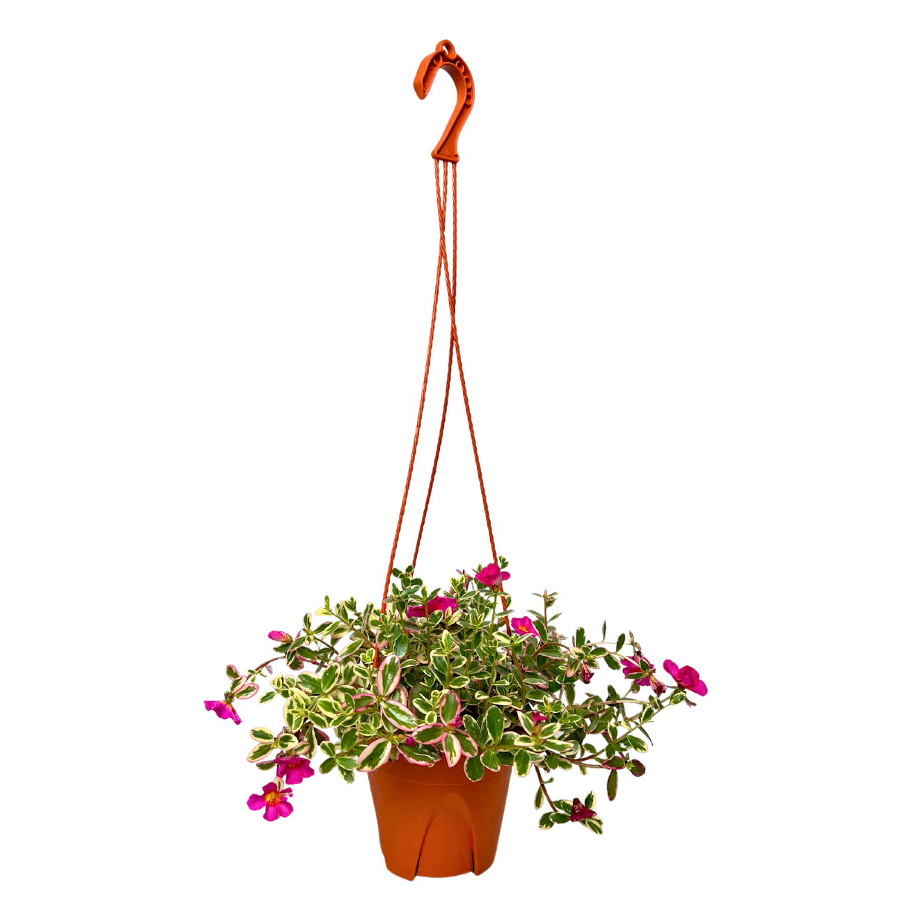 JM Flower Japanese Rose Hanging Plant