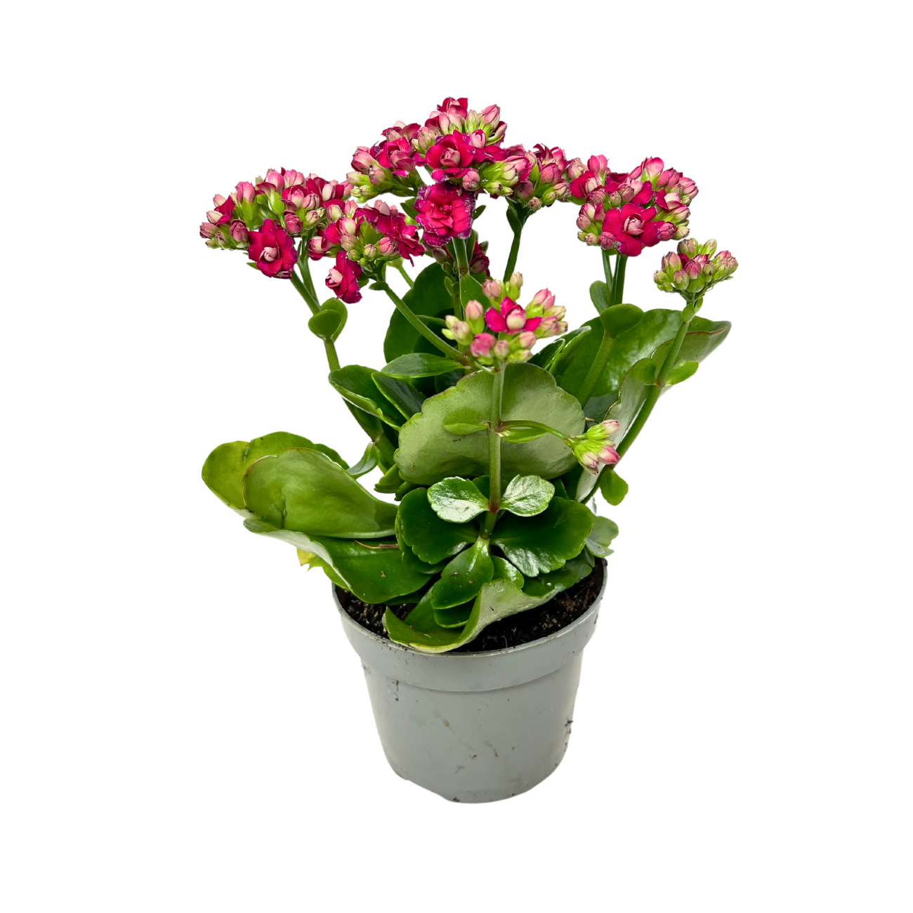 JM Flower Kalanchoe Plant 10.5cm Pot - Shocking Pink