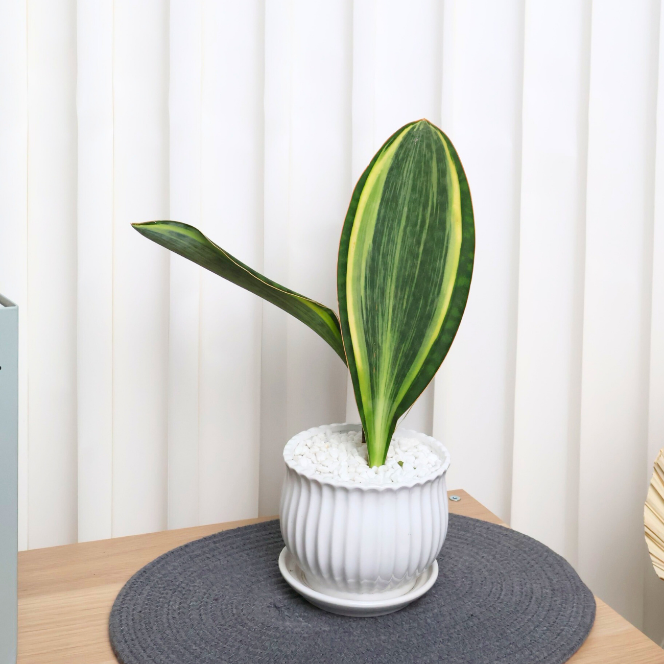 JM Flower Sansevieria 12cm Pot | NTUC FairPrice