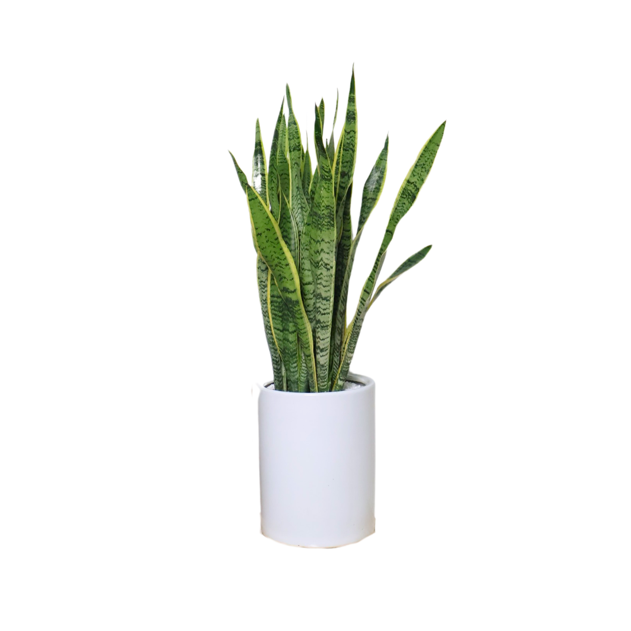 JM Flower Sansevieria Laurentii Plant in Ceramic Pot (1m)