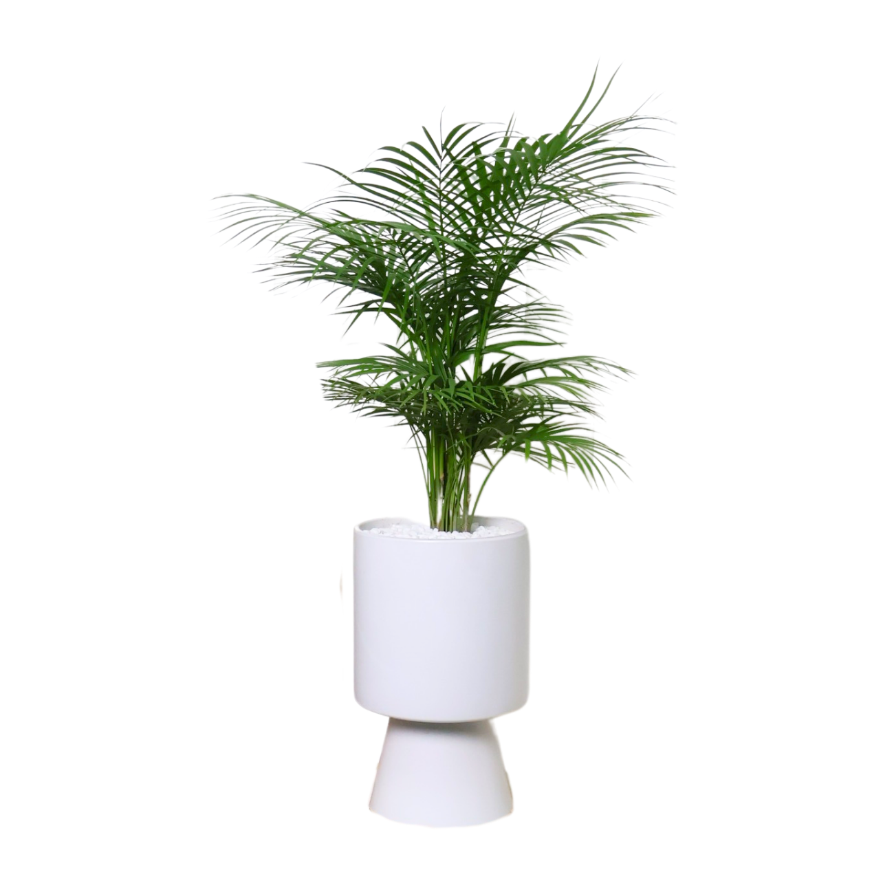JM Flower Java Palm Plant in Ceramic Pot | NTUC FairPrice
