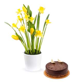 FNP Daffodils N Tulip Pot with Cake