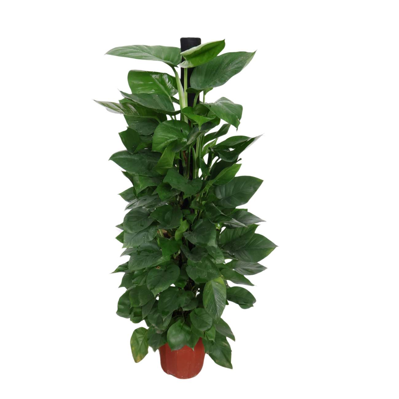 JM Flower Money Plant (1.5m)