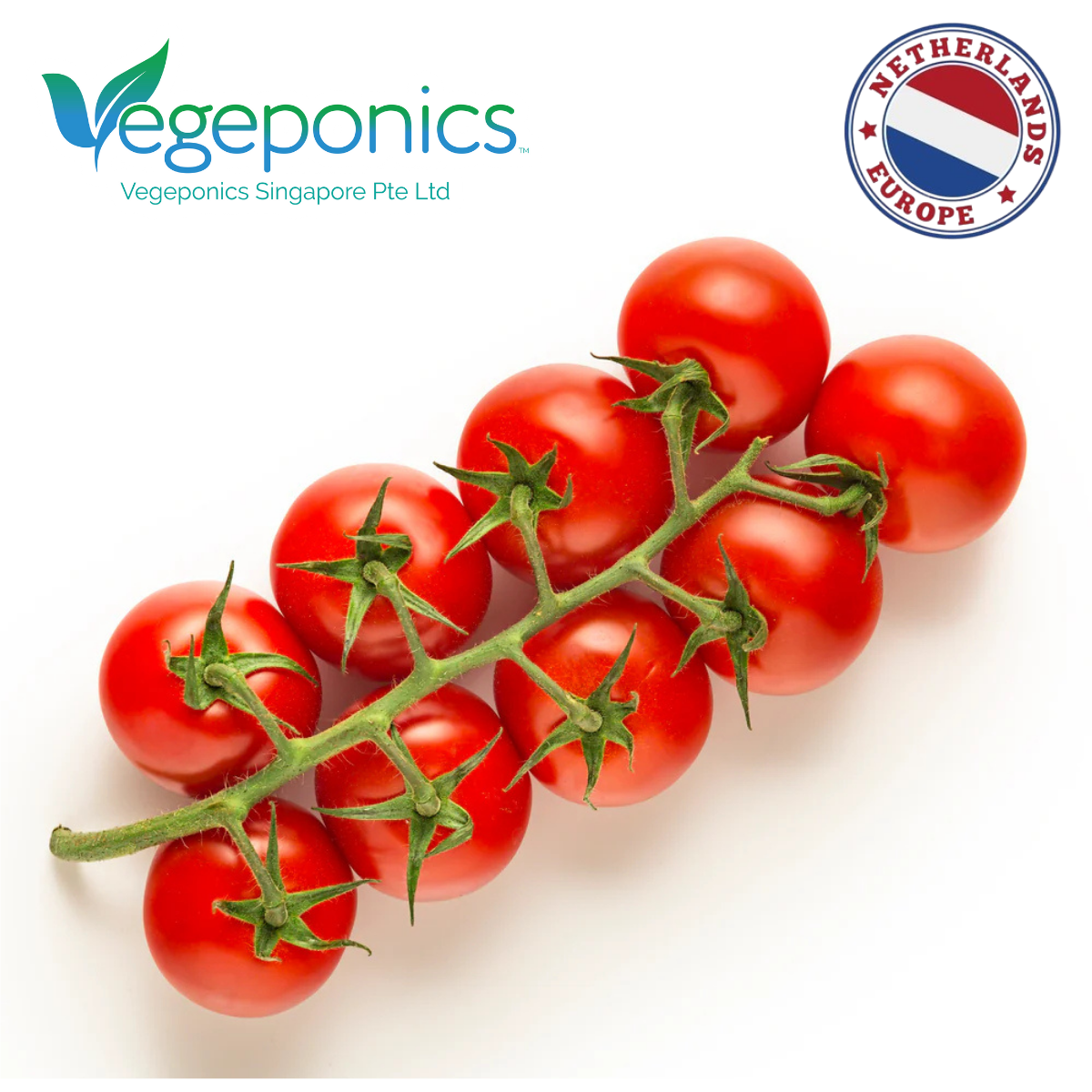 Tomato Gourmet Holland Cherry Orange Tomato | NTUC FairPrice