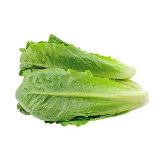 Vegeponics Pesticide-Free Romaine Lettuce (SG Local)