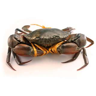 Seaco Live Indonesia Mub Crab - Medium