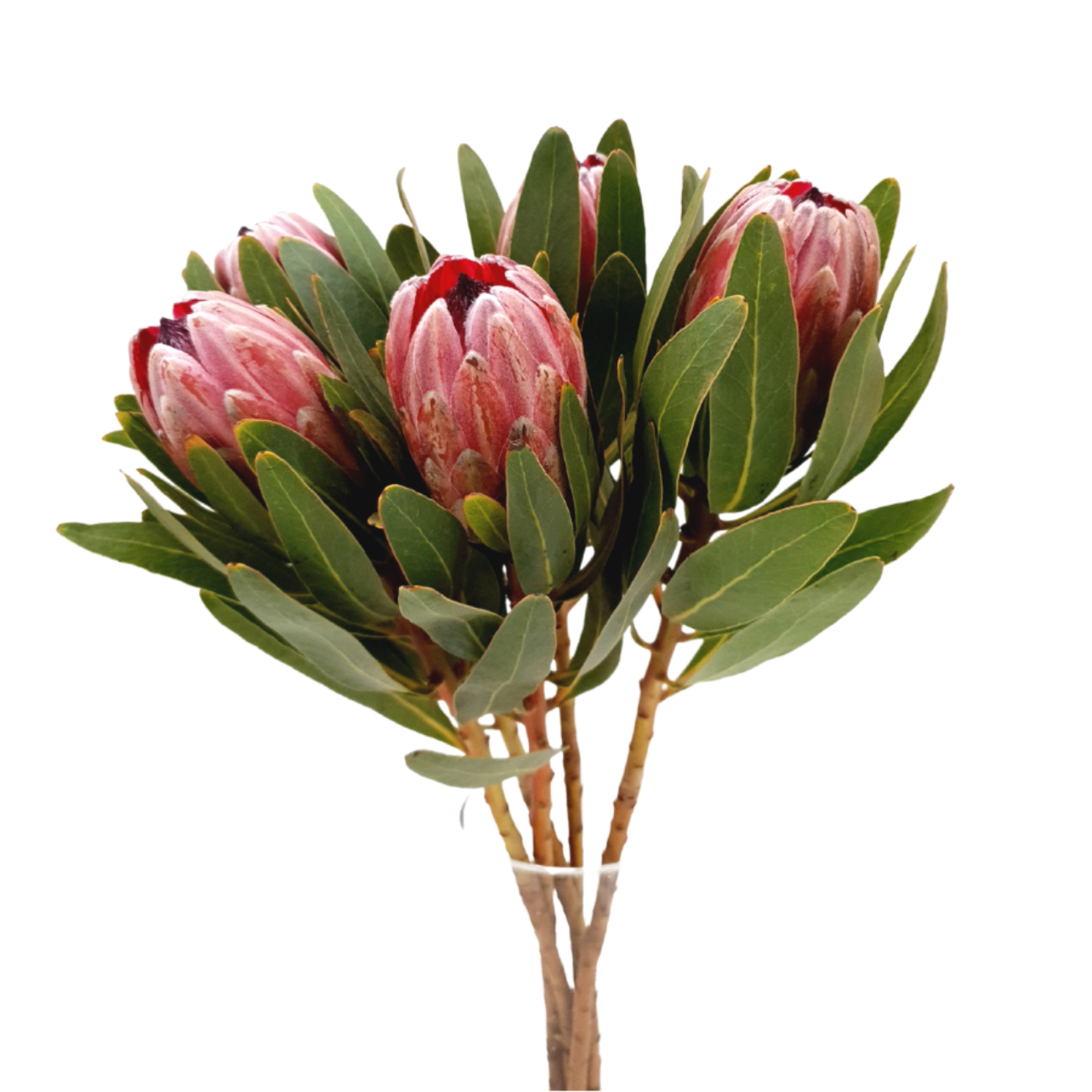 JM Flower Protea Pink Ice - Bundle JM Flower Protea Pink Ice - Bundle