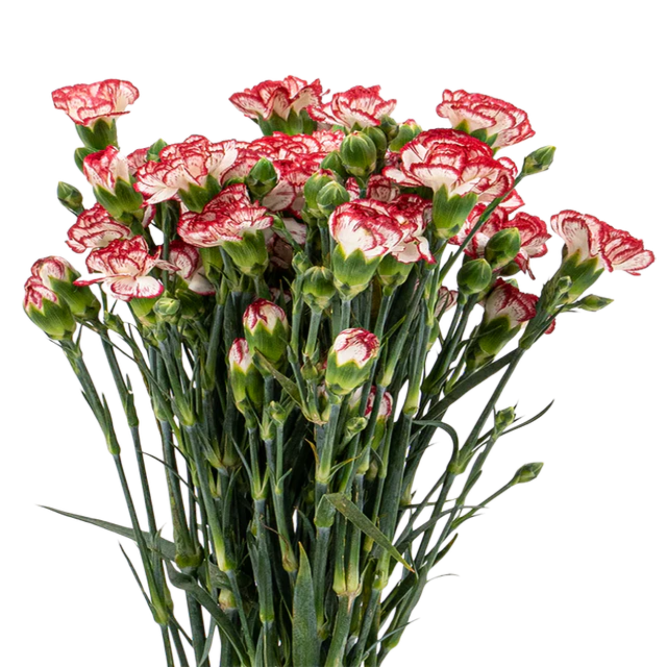 JM Flower Carnation Spray (Standard Grade) - Two Tone Red