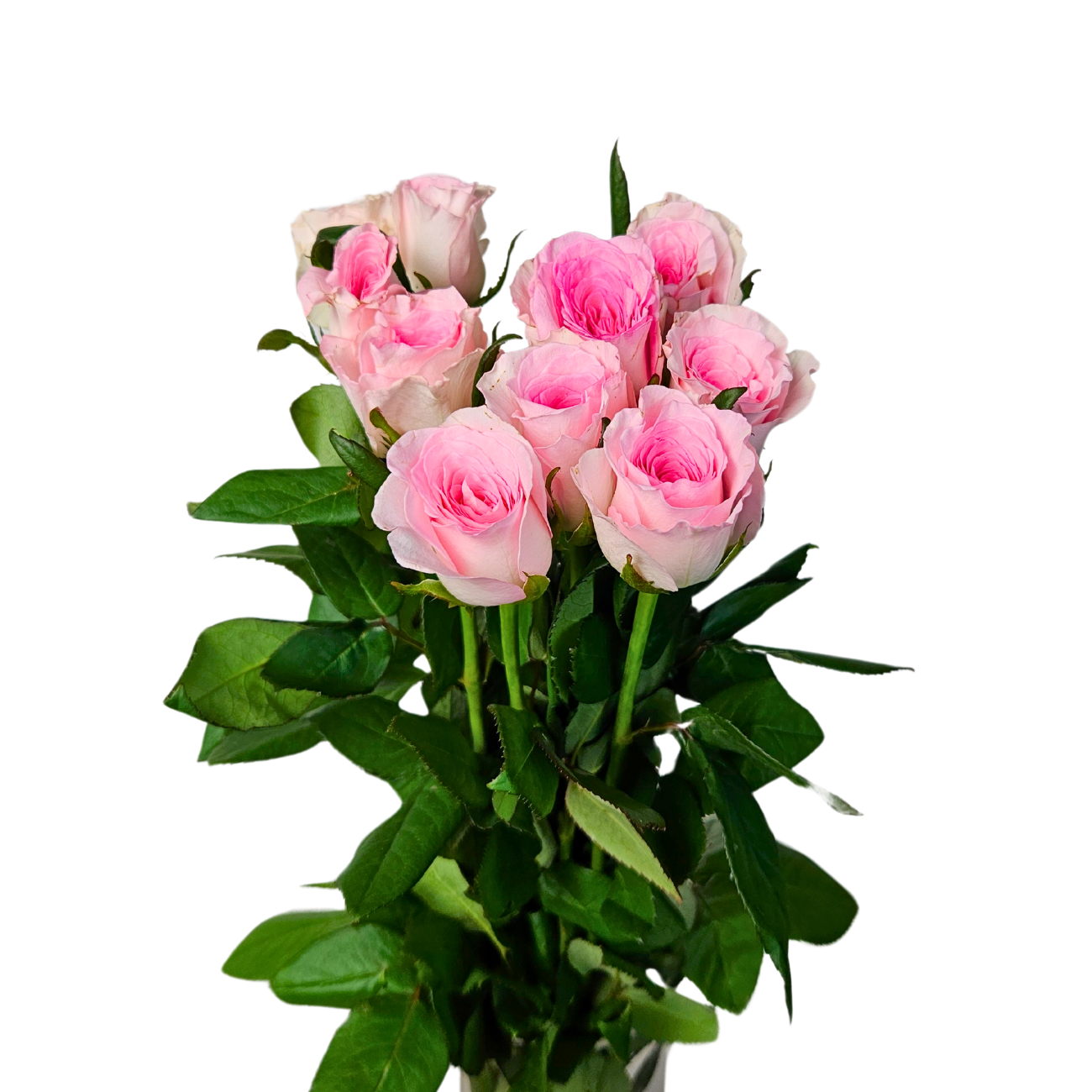 JM Flower Rose (Premium Grade) - Roselle Pink