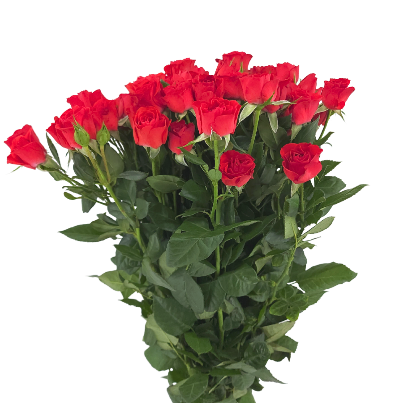 JM Flower Rose Spray (Premium Grade) - Red