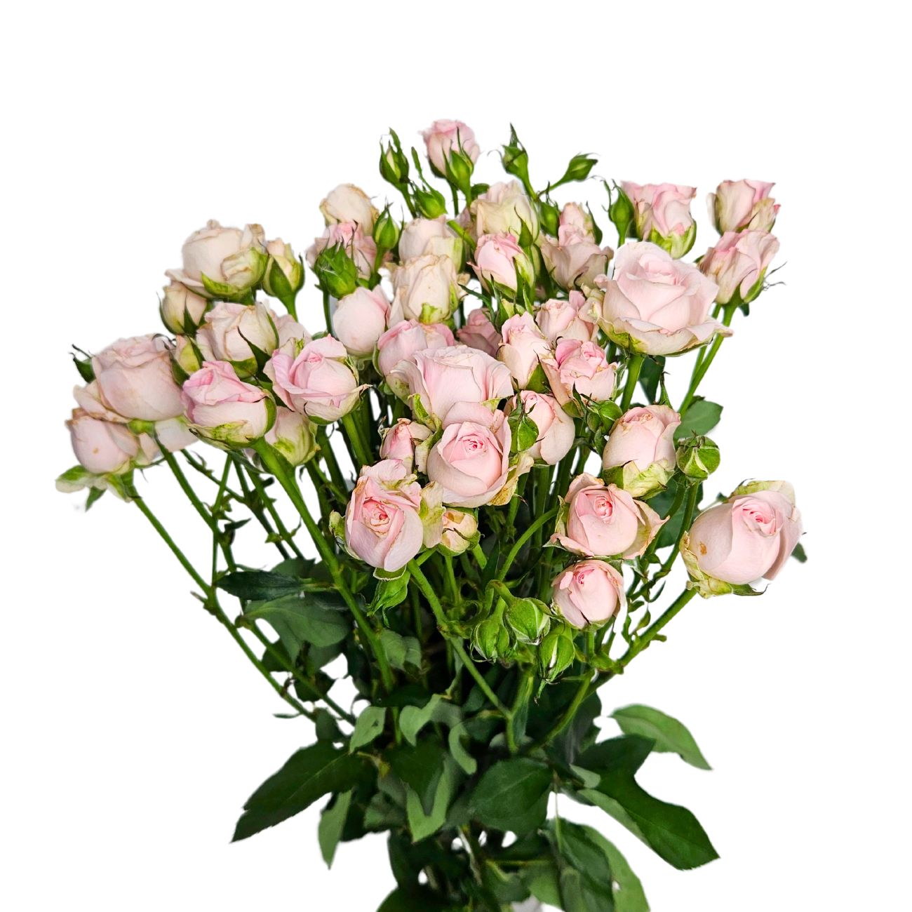 JM Flower Rose Spray (Premium Grade) - Pink