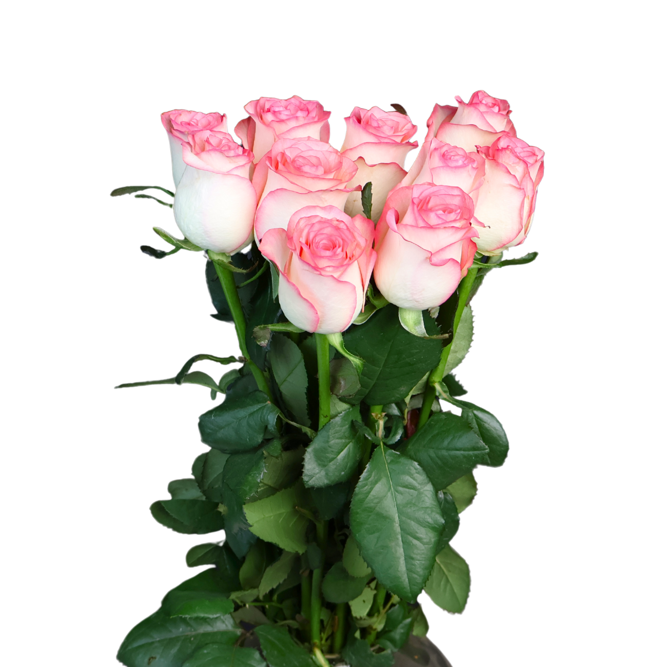 JM Flower Rose (Premium Grade) - Two Tone Pink
