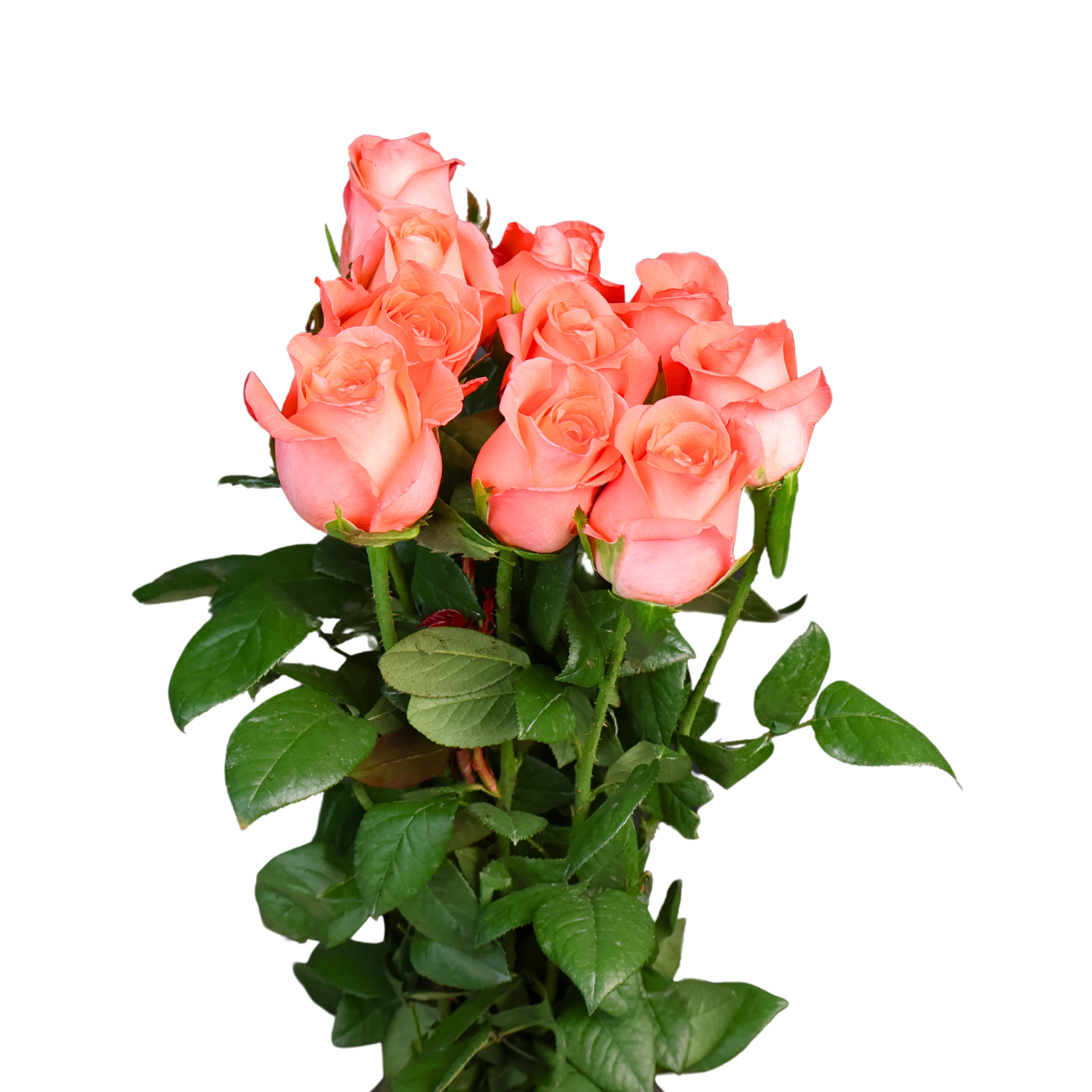 JM Flower Rose (Premium Grade) - Peach