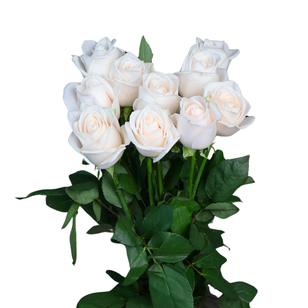 JM Flower Rose (Premium Grade) - Vanilla