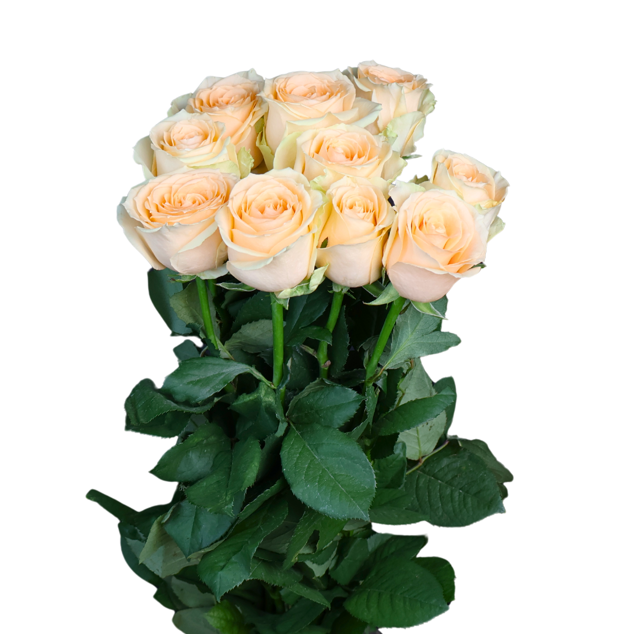 JM Flower Rose (Premium Grade) - Champagne