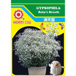 Gypsophila Baby's Breath Seeds