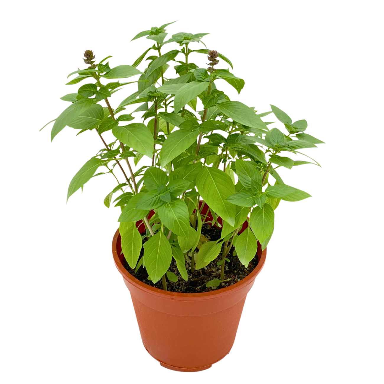 JM Flower Thai Basil Herbs Plant JM Flower Thai Basil Herbs Plant