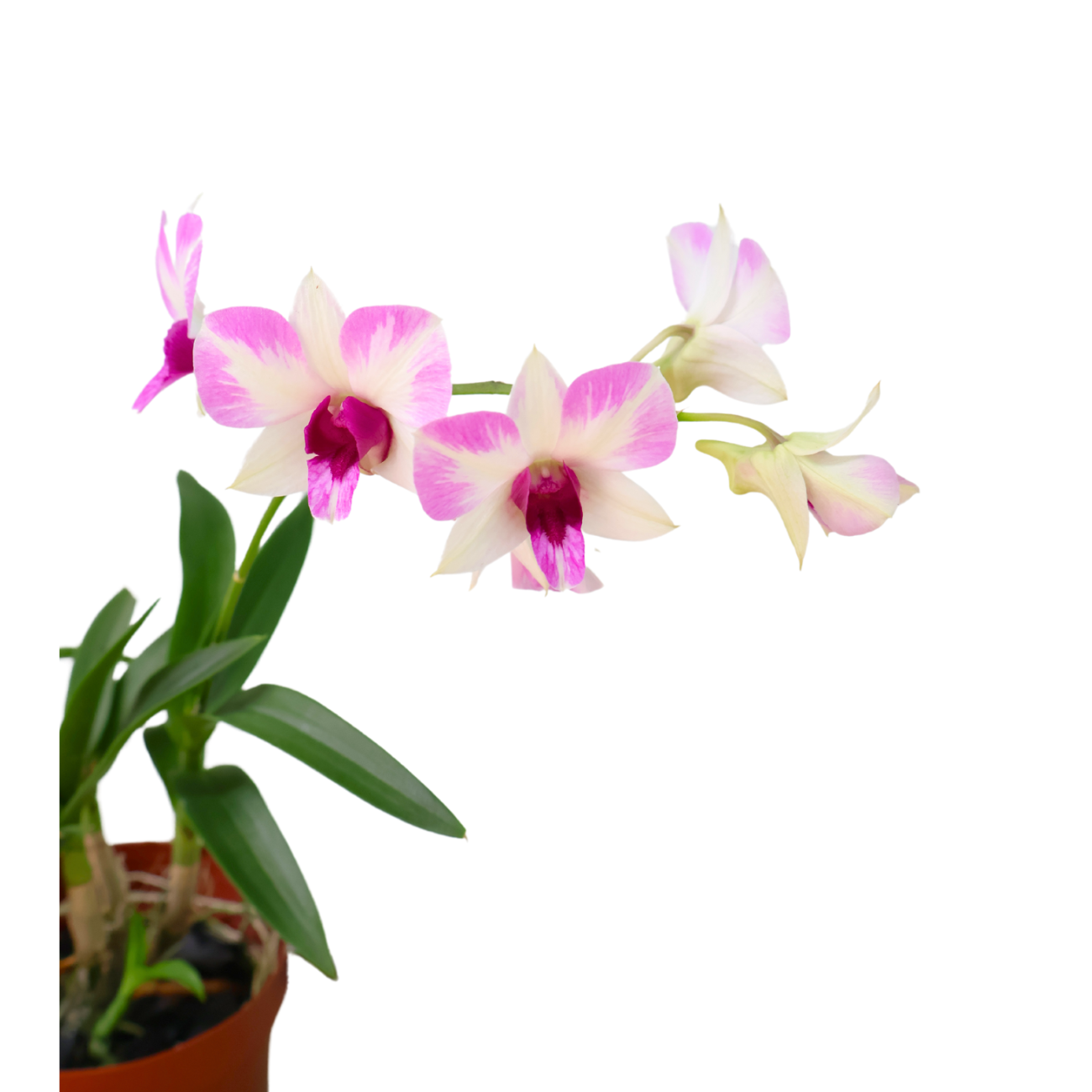 JM Flower Mini Orchid - White Purple JM Flower Mini Orchid - White Purple